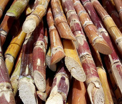 lss ntl giao dich co phieu cua cac quy thuoc vfm